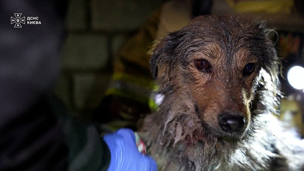 Kiev’de füze saldırısının ardından enkazdan iki köpek kurtarıldı